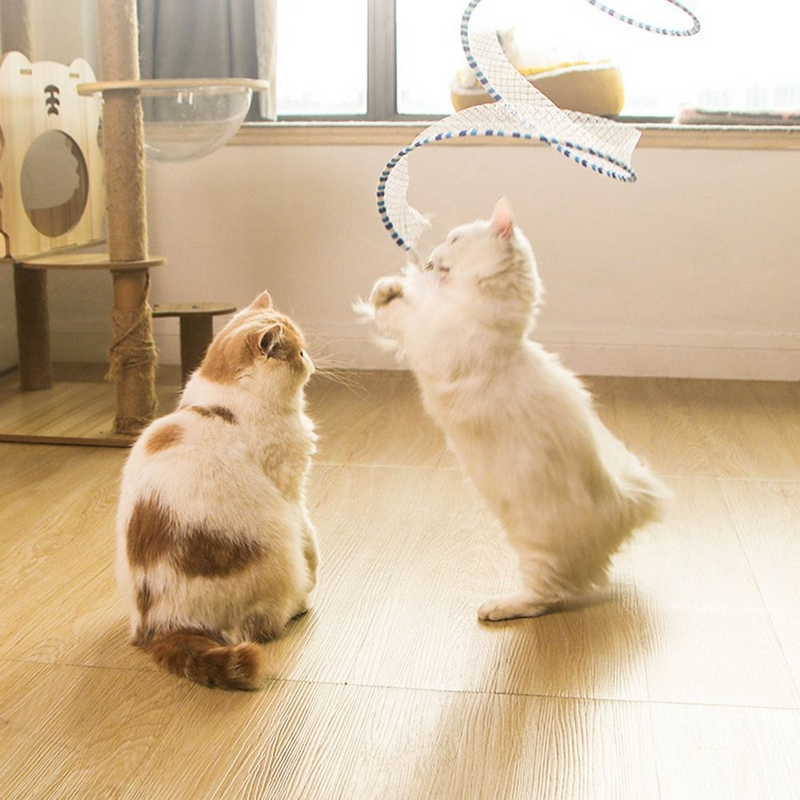 Cat Spring - COMPRE 1 LEVE 2