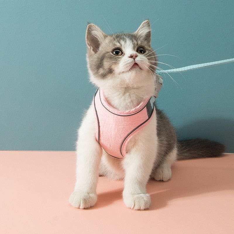 Coleira Para Gatos